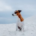 犬用ベッドの種類と機能性比較ガイド