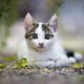 秋田犬の歴史と今の日本社会での飼い方