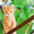 動物病院で受けられる健康診断の流れと費用の目安