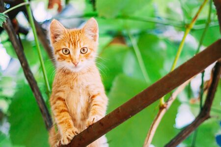 動物病院で受けられる健康診断の流れと費用の目安