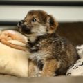 日本の住環境に合わせた犬のしつけ：マンションやアパートで気をつけるポイント