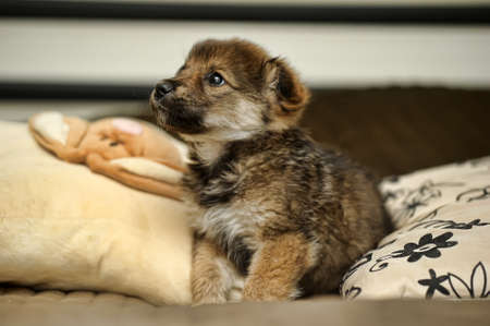 日本の住環境に合わせた犬のしつけ：マンションやアパートで気をつけるポイント