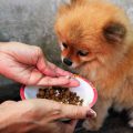 犬・猫別で見るペット同伴OKの人気宿ランキング2025