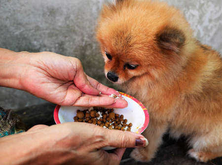 犬・猫別で見るペット同伴OKの人気宿ランキング2025
