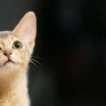 猫の健康を守る！日本国内の予防接種ガイドと最新情報