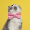 動物病院やトリミングサロン利用時のマナーとトラブル回避方法