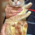 訪問介護サービス・動物介護士の現状と利用法（日本国内事例）