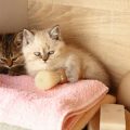 シーズンごとに異なる犬の被毛・肉球ケアと散歩の工夫
