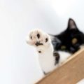 近隣トラブルを避けるための飼い主の心構えとコミュニケーション術
