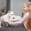 猫の多頭飼いにおけるトイレ問題と解決策