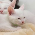 犬の肥満対策：ダイエット食と運動のバランス