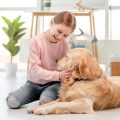 成犬のライフステージに合わせた最適なフード選びと食事管理術