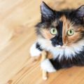 犬の無駄吠え対策と近隣住民との信頼関係構築法
