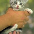 老猫に現れる変化：食欲減退・体重減少のサインと対策について