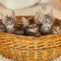 愛犬・愛猫のための安全な家具配置とインテリア選びのポイント