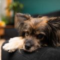 しつけだけじゃない、猫の爪とぎを楽しむ遊び方と工夫