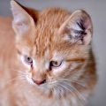 猫のストレスサインを見極める方法とその対策