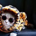 手作り犬ごはんのメリットと注意点、レシピ集