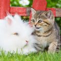 アレルギー体質の犬の食事管理法とおすすめフード