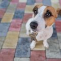 日本における動物医療保険と提携病院の選び方ガイド