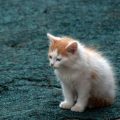 日本における犬のワクチン接種スケジュールと必要性を徹底解説