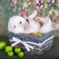 犬・猫の誤飲事故！異物や有毒物質を飲み込んだ時の対処法