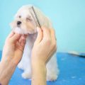 老犬・老猫のための食事改善アイディア集