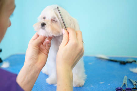 老犬・老猫のための食事改善アイディア集