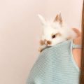 日本在住外国人にもおすすめのペット保険～選び方と注意事項
