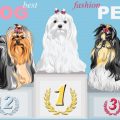 犬のトイレトレーニングの基本ステップと成功ポイント