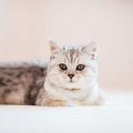 猫砂の廃棄方法と地域ごとのゴミ分別マナーについて