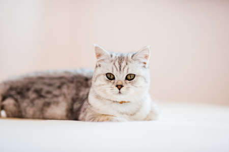 猫砂の廃棄方法と地域ごとのゴミ分別マナーについて