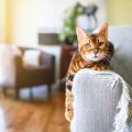 猫が爪とぎをしなくなる原因と再び興味を持たせる方法