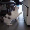 動物病院でのワクチン接種体験談：飼い主が知っておくべきこと
