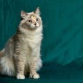 失敗を繰り返す場合の動物病院での相談の仕方