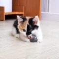犬・猫の登録義務と狂犬病予防法：飼い主が知っておくべきルール