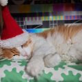 日本の動物病院事情に学ぶウサギの健康診断と病気予防法