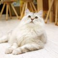 老犬・老猫に見られる代表的な老化サインとは？日本の飼い主が知っておきたい基礎知識