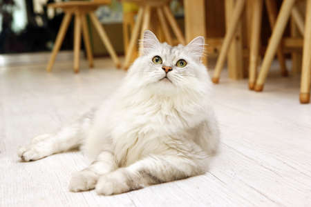 老犬・老猫に見られる代表的な老化サインとは？日本の飼い主が知っておきたい基礎知識