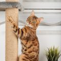 動物病院デビューまでにしておきたいしつけのポイント