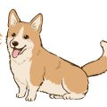 成犬でも間に合う！失敗しないトイレトレーニングのコツ