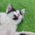 日本におけるペットの健康診断事情―なぜ定期的な健康チェックが必要なのか
