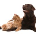 猫の爪切りと爪とぎ習慣の両立方法