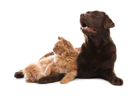 猫の爪切りと爪とぎ習慣の両立方法