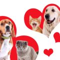ウサギを迎える前に知っておくべき飼育環境と準備リスト