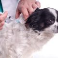 猫の高所落下防止対策：窓・ベランダの安全管理法