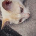 老犬・老猫の安らかな最期を迎えるためのポイントと心構え