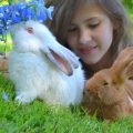 犬と猫それぞれのためのペット保険比較：特徴・メリット・注意点