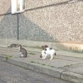 犬のしつけ基本マナー：子犬から始める正しいしつけ方法とその重要性