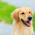 愛犬・愛猫のトイレの失敗を減らすためのしつけ術